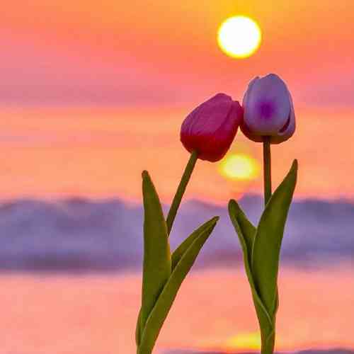 دیلان بهاری کوردستان